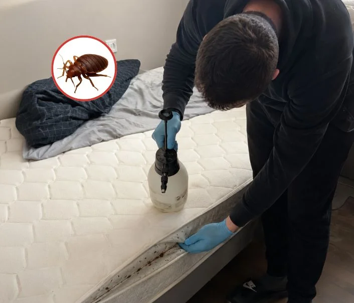 Technicien traitant un matelas contre les punaises de lit à Choisel